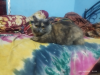 Parsian Cat Triple Coat